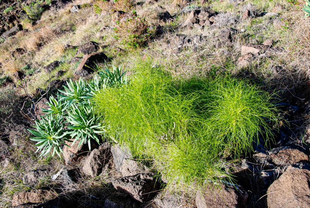 Ein wenig frische Vegetation im Januar